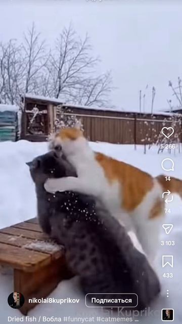 Смешное видео про двух котов