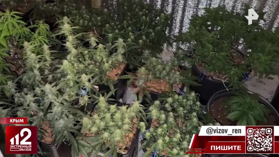Агроном-любитель развел плантацию конопли в доме тети в Крыму смотреть онлайн
