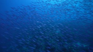 Подводный бал