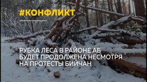Рубка леса на АБ продолжается: протесты бийчан не изменили решение