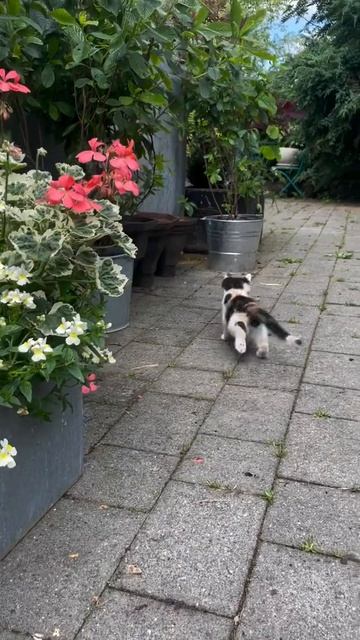 Милый котёнок познаёт мир: захватывающее преследование бабочки!** 🐱 🦋 смотреть онлайн