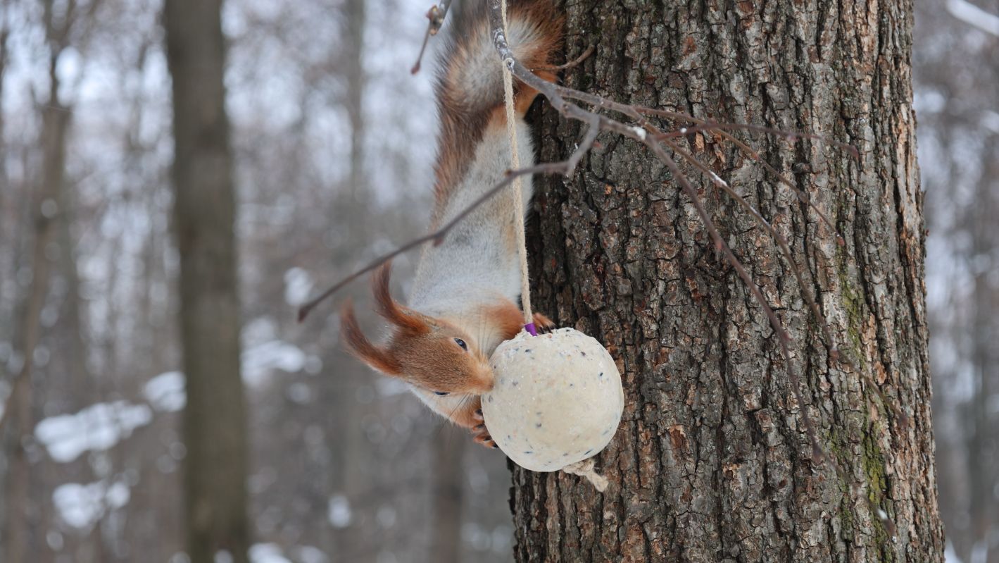 Белки тоже любят сало смотреть онлайн