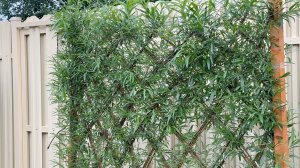 Сад Ивушка начало.... 22 июля 2025