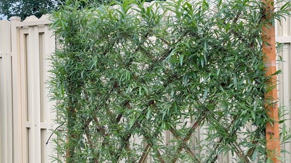 Сад Ивушка начало.... 22 июля 2025