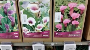 Лемана Про открыл дачный сезон 2026. Лилии, астильбы, бегонии, георгины, ирисы, каллы и ещё