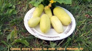 Шик и Блеск! Белый Корнишон из Старого Парижа Concombre Blanc Le Parisien