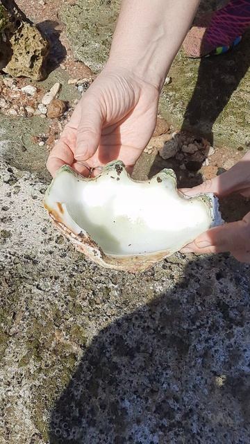 Ракушка смотреть онлайн