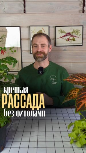 Крепкая рассада без фитоламп — реально? Разбираем главное правило 🌱