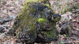 На Украине у должника конфисковали пень и выставили его на продажу