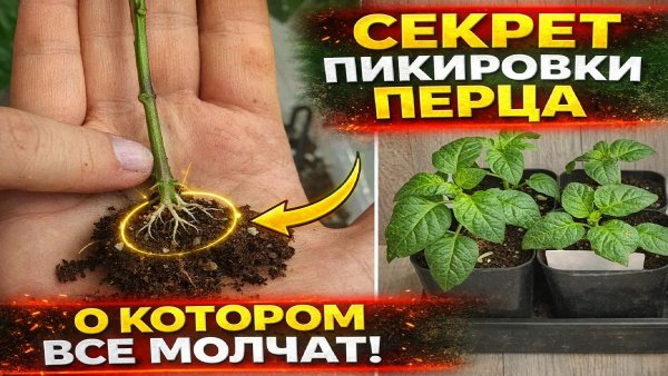 Мало кто знает, что перец пикируют только таким способом!