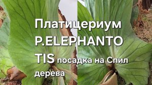Платицериум P.ELEPHANTOTIS посадка на Спил дерева