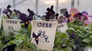 🌸🌼🌷🌺🌿☘️