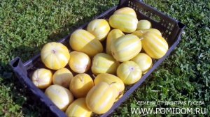 Это лучший Сорт Дыни Для Подмосковья и Северных районов