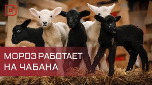 Зимний окот в Дагестане проходит без существенных потерь