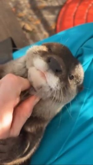 Работа мечты это когда самая сложная часть работы, разбудить сонную выдру