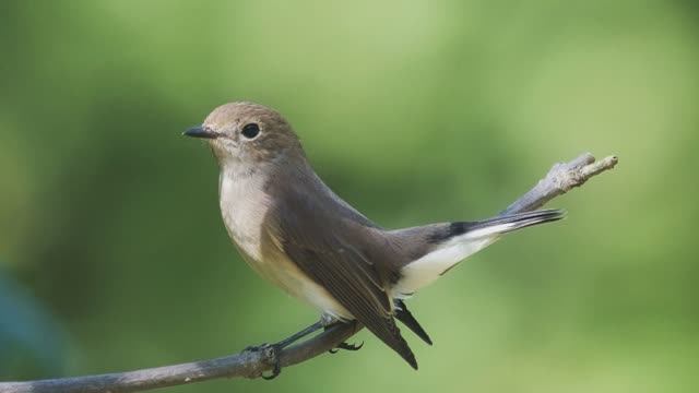 Звук природы. Птицы. Пение птицы Мухоловка малая в хвойном лесу смотреть онлайн