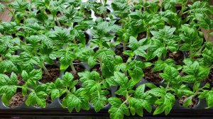 НЕ ПОДКОРМКА, А ЭНЕРГИЯ: Почему глюкоза — ваш главный союзник в выращивании рассады