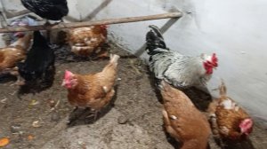 Курочки мои и Петя