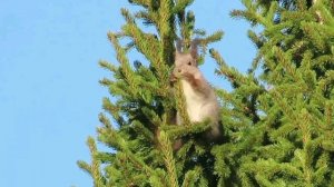 ПЕСНЯ: «РУСАВУШКА»
на стихи Сергея Березовского