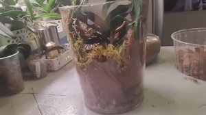 _ Флорариум _ Для одной орхидеи- Ëлки