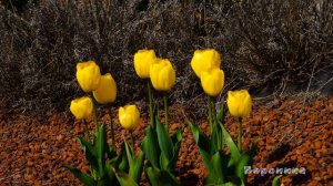 ДАРИТЕ ЖЕНЩИНАМ ЦВЕТЫ сл муз аранж испол композитор Марат Крымов