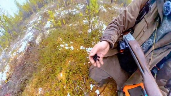 Собаки подняли зверя. Охота от первого лица в дебрях тайги. Мясо у костра. Вокруг лоси