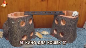 Видео для кошек про крысок развлекать питомцев 🐭🐀😂 (454)