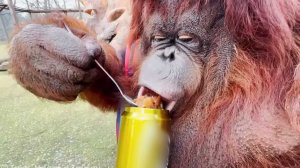 Главный ФАНАТ борща- это ОРАНГУТАН! Дана ВЗЯЛА ЛОЖКУ и ест САМА! Любовь с первой ложки-  это ЧУДО!