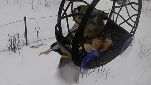 У Балдуина выкрали куру.