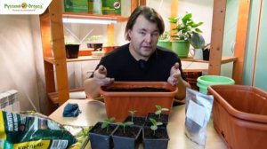 Зимний огород. Огурец взошел.