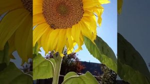 Подсолнух золотой!