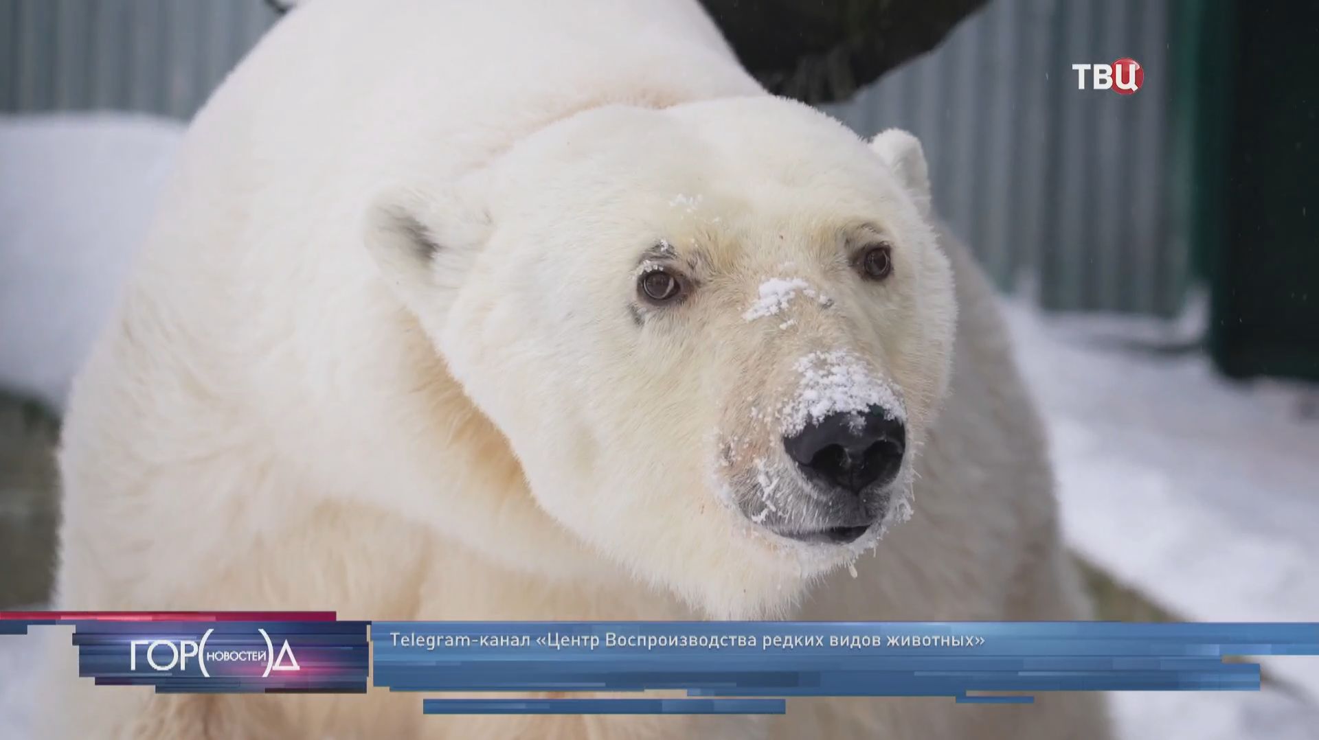 В Московском зоопарке обживается белая медведица из тайги смотреть онлайн