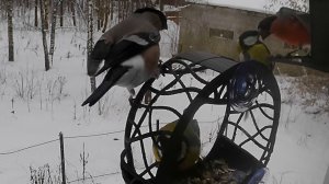 Синица поцеловалась со снегирем. Старые друзья Товарищ Воробей и Мистер Снегирь