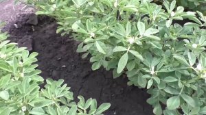 Выращивание пажитника