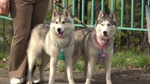 Полиция получит полномочия контролировать содержание животных