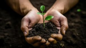 Добавьте ЭТО в грунт перед посевом и ваша Рассада вырастит здоровой и мощной