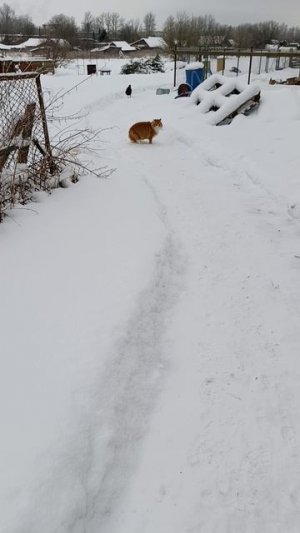 Доброе утро из деревни 🏠❄️ Завтрак у курочек 🐔🐓