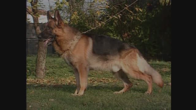 Немецкая овчарка. Рассказ о породе. смотреть онлайн