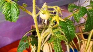 КАЖДЫЙ ДЕНЬ, ЧТО ТО НОВОЕ. А ПОМИРОДЫ НАЛИВАЮТСЯ 🍅