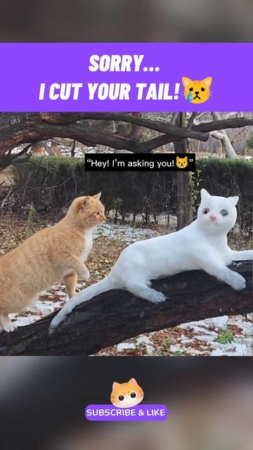 Ups, Sorry…😿 #viralshorts #funnycats #cutecat #catmemes #catlife #catlovers #ca смотреть онлайн