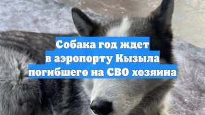 Собака год ждет в аэропорту Кызыла погибшего на СВО хозяина
