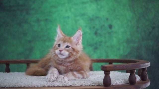 Zahar 2,5 месяца смотреть онлайн