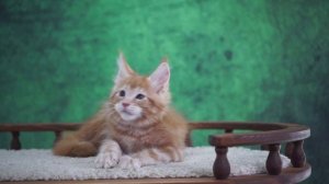 Zahar 2,5 месяца