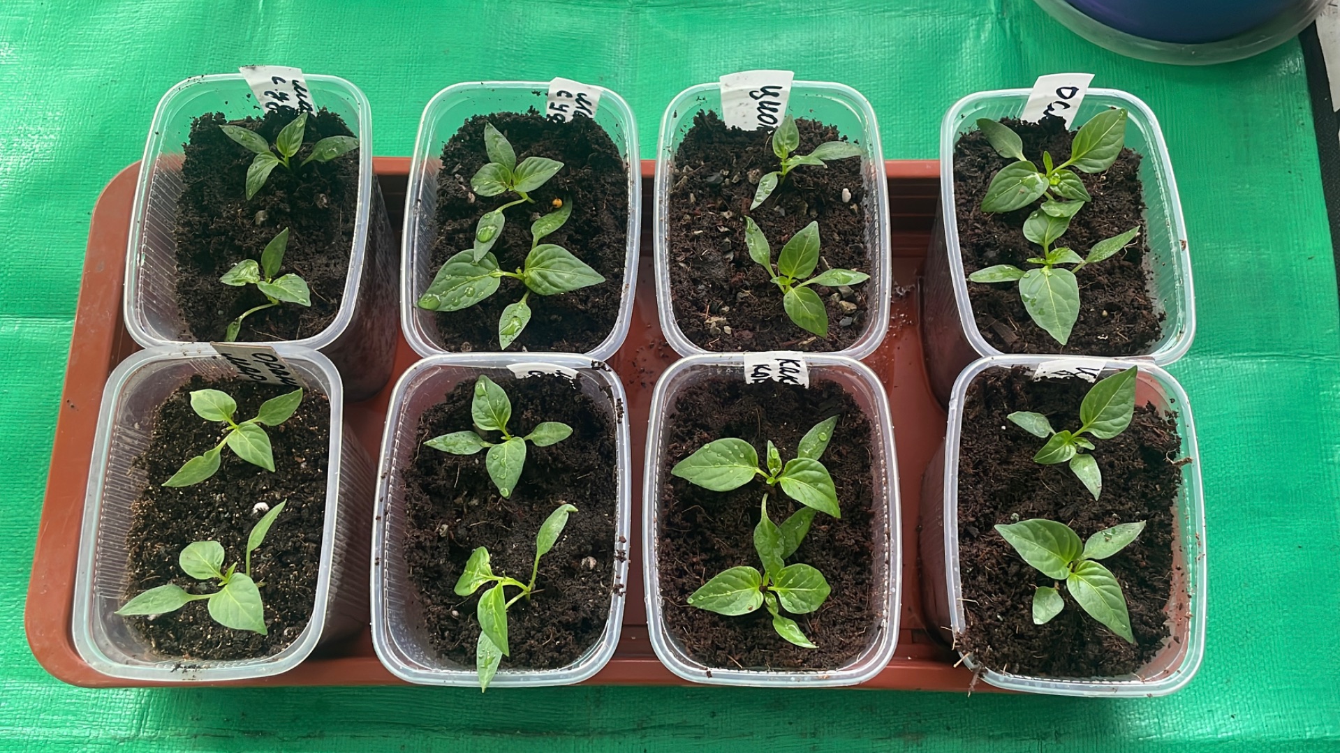 Тестирую три лучших удобрения, посмотрим насколько же они хороши 🤔 смотреть онлайн