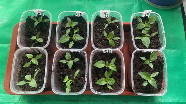 Тестирую три лучших удобрения, посмотрим насколько же они хороши 🤔