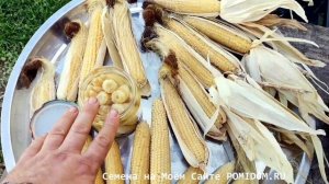Маленькая, да УДАЛЕНЬКАЯ! Японская Голозёрная Мини Кукуруза Baby Corn — ヤングコーン СПЕЦИАЛЬНЫЙ СОРТ!