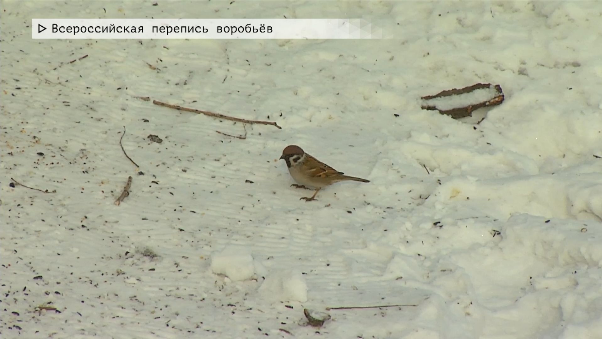 Время местное. Эфир: 10-02-2026 - Всероссийская перепись воробьёв смотреть онлайн