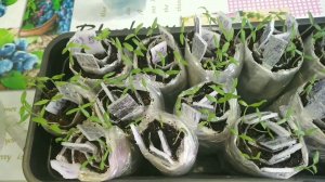 Пикирую Томаты в Фазе Семядольных Листочков из Пелёнок.С этой Обработкой Всё Приживется Быстрее