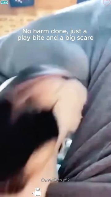 Funny dog смотреть онлайн