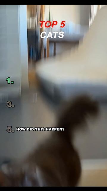 TOP 5 CATS 31 #cat #cats #catshorts #shorts #pets #pet #funny смотреть онлайн